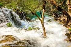 Plitvice Lakes National Park - Plitvice Lakes National Park: A young tree in the wild waters of the Milanovacki Slap Waterfall, a ten metres high waterfall at the travertine dam...