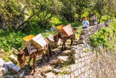 Natural and Culturo-Historical Region of Kotor - Natural and Culturo-Historical Region of Kotor: Two donkeys carrying up restoration materials to the old Fortress of San Giovanni, the Fortress of...