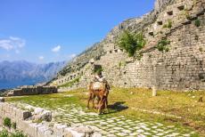 Natural and Culturo-Historical Region of Kotor - Natural and Culturo-Historical Region of Kotor: A donkey on the fortified walls of Kotor. The walls are approx. four km long. The...