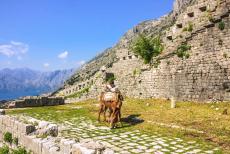 Natural and Culturo-Historical Region of Kotor - Natural and Culturo-Historical Region of Kotor: A&nbsp;donkey on the fortified walls of Kotor. The walls are approx.&nbsp;four km long. The...