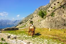 Kotor en de Baai van Kotor - De natuurlijke en cultuurhistorische omgeving van Kotor: Een ezeltje op de vestingwerken. De middeleeuwse muren van Kotor zijn ongeveer vier km...