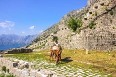Kotor en de Baai van Kotor - Een ezeltje op de vestingwerken van Kotor, met de baai op de achtergrond. De muren&nbsp;zijn circa 4,5 kilometer lang. De oudste delen werden in...
