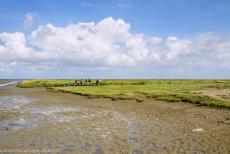 Dutch part of the Wadden Sea - Wadden Sea: A group of mudflat hikers crossing the Wadden Sea, the mudflats are still bare, the sand flats are covered by sea grasses,...