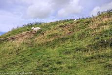 Bend of the Boyne - Dowth - Brú na Bóinne - Archeologisch ensemble van de Bend of the Boyne: Op Dowth grazen schapen, zoals op veel megalithische...