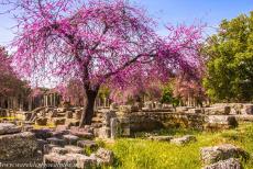 Archaeological Site of Olympia - Archaeological Site of Olympia: A pink flowering Judas tree in the Palaestra of Ancient Olympia. The Palaestra was...