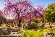 Archaeological Site of Olympia - Archaeological Site of Olympia: A pink flowering Judas tree in the Palaestra of Ancient Olympia. The Palaestra was...