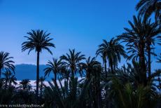 Palmeral van Elche - De Palmeral van Elche bij het vallen van de avond, de ondergaande zon geeft dan een prachtige schittering door de bladeren van de dadelpalmen....