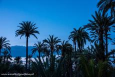 Palmeral van Elche - De Palmeral van Elche bij het vallen van de avond, de ondergaande zon geeft dan een prachtige schittering door de bladeren van de dadelpalmen....