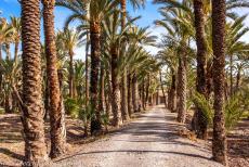 Palmeral van Elche - Een 'huerto' in de Palmeral van Elche. Er stonden ooit 200.000 palmen, maar in de loop der tijd zijn veel palmen verdwenen door...