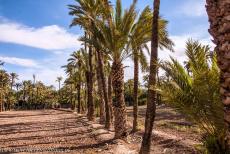 Palmeral van Elche - De Palmeral van Elche bestaat uit 97 kleinere boomgaarden, genaamd huertos. In de Palmeral staan voornamelijk dadelpalmen. De...
