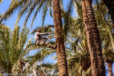Palmeral van Elche - In de Palmeral van Elche ligt een botanische tuin, de Jardín Huerta del Cura, waar ze laten zien, hoe men in een palmboom...