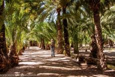 Palmeral van Elche - In de Palmeral van Elche kun je wandelen in de schaduw van dadelpalmem. De Palmeral is het grootste aangelegde palmenbos in...