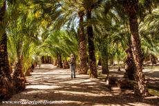 Palmeral of Elche - Shaded by date palm trees, you can take a walk through the Palmeral of Elche. The Palmeral of Elche is one of the largest palm groves in the world...