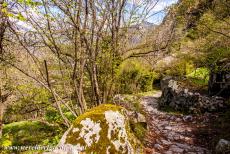 Madriu-Perafita-Claror vallei - Madriu-Perafita-Claror vallei: Een smal ezelspad naast een gestapelde stenen muur, naast het pad liggen enorme, met mos begroeide...