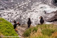 Sceilg Mhichíl - Skellig Michael - Skellig Michael, in Irish Sceilg Mhichíl: Four adorable puffins. Thousands of puffins spend their summers on the island of...