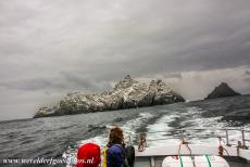 Sceilg Mhichíl - Skellig Michael - Gannets on Little Skellig, the sky around the island was also full of flying gannets, on the right hand side Skellig Michael (Irish: Sceilg...