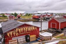 Vegaøyan - De Vega archipel - Vegaøyan - De Vega archipel: Het vissersdorp Nes op het hoofdeiland Vega. Overal hangt vis te drogen. Gedroogde vis is een belangrijk... Vegaøyan - De Vega archipel - Vegaøyan - De Vega archipel: Het vissersdorp Nes op het hoofdeiland Vega. Overal hangt vis te drogen. Gedroogde vis is een belangrijk...