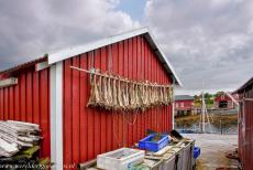 Vegaøyan - De Vega archipel - Vegaøyan - De Vega archipel: In het kleine vissersdorp Nes op het eiland Vega hangt overal vis te drogen, het ruikt naar vis, het is... Vegaøyan - De Vega archipel - Vegaøyan - De Vega archipel: In het kleine vissersdorp Nes op het eiland Vega hangt overal vis te drogen, het ruikt naar vis, het is...