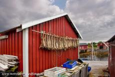 Vegaøyan - The Vega Archipelago - Vegaøyan - The Vega Archipelago: Dried fish on the wall of a fisherman's house in the village of Nes on Vega Island. The fish is dried...