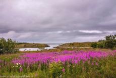 Vegaøyan - De Vega archipel - Vegaøyan - De Vega archipel: De kust van het eiland Vega in de omgeving van Eidem. Overal in Noorwegen kleurt in de vroege... Vegaøyan - De Vega archipel - Vegaøyan - De Vega archipel: De kust van het eiland Vega in de omgeving van Eidem. Overal in Noorwegen kleurt in de vroege...