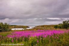 Vegaøyan - The Vega Archipelago - Vegaøyan - The Vega Archipelago: A small field of vibrant and blooming rosebay willowherb, or fireweed. The value of the Vega...