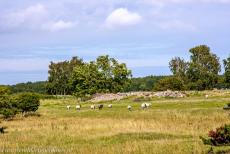 Agrarisch landschap van Zuid-Öland - Agrarisch landschap van Zuid-Öland: Grazende schapen op een grafveld uit de ijzertijd op de Stora Alvaret, de Grote Alvar. Op de Stora...