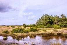 Agrarisch landschap van Zuid-Öland - Agrarisch landschap van Zuid-Öland: De Stora Alvaret heeft een ruige plantengroei, er komt een zeldzaam soort orchidee...