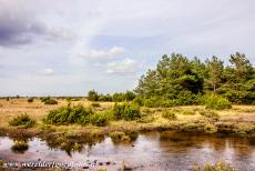 Agrarisch landschap van Zuid-Öland - Agrarisch landschap van Zuid-Öland: De Stora Alvaret heeft een ruige plantengroei, er komt een zeldzaam soort orchidee...
