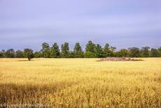 Agrarisch landschap van Zuid-Öland - Agrarisch landschap van Zuid-Öland: Borgs Ängar is het bewijs van vroege landbouw op Öland. Borgs Ängar is een...