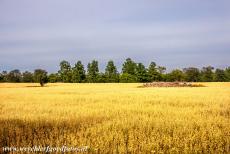 Agricultural Landscape of Southern Öland - Agricultural Landscape of Southern Öland: Borgs Ängar is an old hay meadow dating back to the Iron Age. Iron Age people...