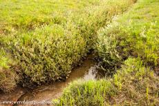 German part of the Wadden Sea - Wadden Sea: The salt marshes are situated between the land and the sea, low salt marshes are covered with water at high tide and exposed at low...