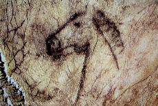Cave Art of Altamira and Tito Bustillo - Paleolithic Cave Art of Northern Spain: A horse head, one of the most famous rock drawings of the Tito Bustillo Cave. In the Galeria de los...