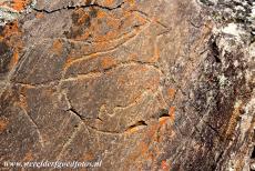 Prehistorische rotstekeningen in de Côa Vallei - Prehistorische rotskunst in de Côa Vallei: Enkele rotstekeningen van berggeiten, rotstekeningen van berggeiten, paarden en oerossen komem...