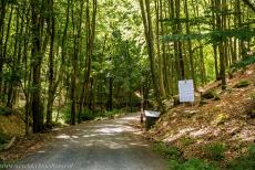 Primeval Beech Forests of the Carpathians - Ancient and primeval beech forests of the Carpathians and other regions of Europe: The beech forest in the Vihorlat Mountains was a...