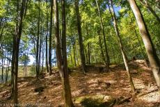 Primeval Beech Forests of the Carpathians - Kyjovský prales is a beech forest in the Vihorlat Mountains of Slovakia. The forest is part of the UNESCO World Heritage Site:...