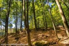 Voorhistorische beukenbossen van de Karpaten - De voorhistorische beukenbossen van de Karpaten en in andere regio's van Europa liggen de laatste restanten van de enorme beukenbossen,...
