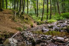 Primeval Beech Forests of the Carpathians - The ancient and primeval beech forests of the Carpathians and other regions in Europe are the last remaining parts of an immense beech...