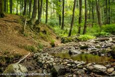 Voorhistorische beukenbossen van de Karpaten - Voorhistorische beukenbossen van de Karpaten en in andere regio's van Europa: In de bossen leven een groot aantal bijzondere...