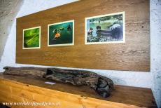 Prehistoric Pile dwellings - Prehistoric Pile dwellings around the Alps, Austria: The remains of a wood pole of a prehistoric pile dwelling. The Austrian...