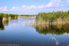 Fertö / Neusiedlersee Cultural Landscape - Fertö / Neusiedlersee Cultural Landscape: The Neusiedlersee is surrounded by large reed fields. The reeds serve as a habitat for wildlife....