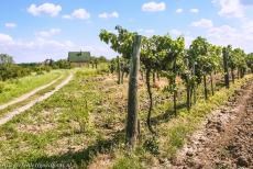 Fertö / Neusiedlersee Cultural Landscape - Fertö / Neusiedlersee Cultural Landscape: A small farmhouse surrounded by vineyards in the Hungarian village of Fertöboz. Fertöboz...
