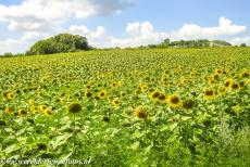 Cultuurlandschap Fertö / Neusiedlersee - Cultuurlandschap van de Fertö / Neusiedlersee: Op de oever van de Neusiedlersee liggen velden met zonnebloemen, wijngaarden,...