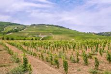 Tokaj Wine Region Historic Cultural Landscape - The Tokaj Wine Region Historic Cultural Landscape: The historic Tokaj wine region is the oldest protected wine region in the world, a wine...