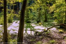 Oude en voorhistorische beukenbossen - Nationaal Park Jasmund: Het Schwarzerle Sumpf, het Zwarte Elzenmoeras, is een van de moerasachtige vennen&nbsp;achter de krijtrotsen. De grootste...