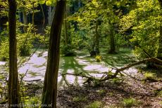 Ancient and Primeval Beech Forests of Europe - Jasmund National Park: The Black Alder Swamp, one of the swamp-like ponds behind the chalk cliffs. The largest beech forests along the Baltic...