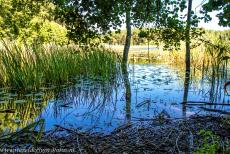 Oude en voorhistorische beukenbossen - De&nbsp;overblijfselen van enkele beukenbomen&nbsp;drijven op het&nbsp;water van&nbsp;de M&uuml;hlensee&nbsp;in Nationaal Park M&uuml;ritz. In het...