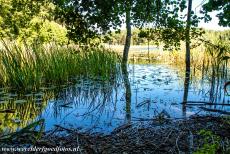 Voorhistorische beukenbossen van Europa - De overblijfselen van enkele beukenbomen drijven op het water van een meer in Nationaal Park Müritz. In het park liggen...