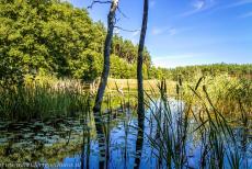 Oude en voorhistorische beukenbossen - Nationaal Park M&uuml;ritz: Een meertje in Serrahn omgeven door eeuwenoude beukenbossen. In het nationale park liggen talrijke meren,...