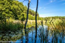 Voorhistorische beukenbossen van Europa - Nationaal Park Müritz: Een meer in Serrahn, omgeven door voorhistorische beukenbossen. In het nationale park liggen veel meren,...