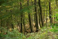 Oude en voorhistorische beukenbossen - Een deel van&nbsp;de oerbeukenbossen van Duitsland&nbsp;ligt&nbsp;in&nbsp;Nationaal Park Kellerwald-Edersee. In deze beukenbossen staan enkele van...